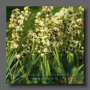 Sisyrinchium striatum ( Binsenlilie) (le jardin de la poterie Hillen) www.poterie.fr